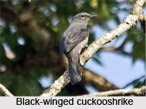 Black-Winged Cuckooshrike, Indian Bird
