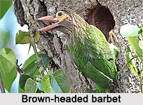 Brown-Headed Barbet, Indian Bird