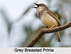 Grey-Breasted Prinia, Indian Bird