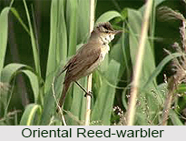 Oriental Reed Warbler, Indian Bird