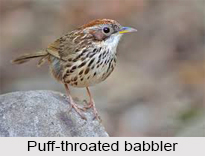 Puff-Throated Babbler, Indian Bird