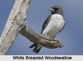 White-Breasted Woodswallow, Indian Bird