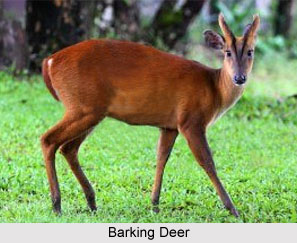 Indian Flora and Fauna of the Western Zone