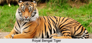 Indian Flora and Fauna of the Eastern Zone