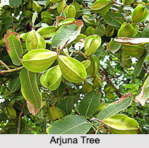 Arjuna Tree, Indian Plant