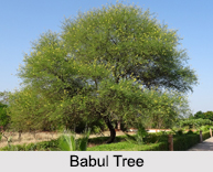 Babul Tree, Indian Herb