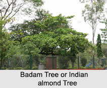 Badam Tree, Indian almond Tree