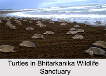 Bhitarkanika Wildlife Sanctuary, Kendrapara, Odisha