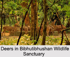 Bibhutibhushan Wildlife Sanctuary, West Bengal