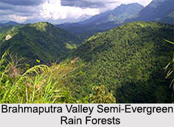 Brahmaputra Valley Semi-Evergreen Rain Forests in India