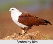 Brahminy Kite, Indian Bird