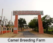 Camel Breeding Farm, Bikaner, Rajasthan