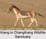 Changthang Wildlife Sanctuary, Ladakh