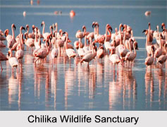 Chilika Wildlife Sanctuary, Odisha