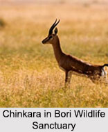 Bori Wildlife Sanctuary, Madhya Pradesh