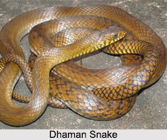 Dhaman Snake