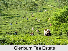 Glenburn Tea Estate, Darjeeling, West Bengal