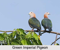Green Imperial Pigeon, Indian Bird
