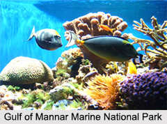 Gulf of Mannar Marine National Park, Tamil Nadu