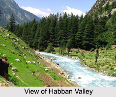 Habban Valley, Himachal Pradesh