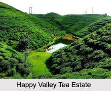 Happy Valley Tea Estate