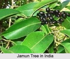 Jamun Tree in India
