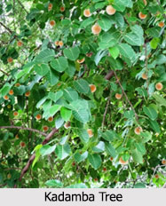 Kadamba tree