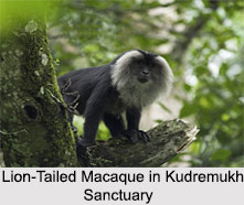 Kudremukh Wildlife Sanctuary, Karnataka