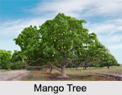 Mango Tree, Indian Tree