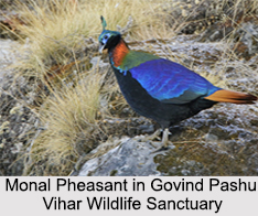 Govind Pashu Vihar Wildlife Sanctuary, Uttarkashi, Uttarakhand