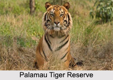 Palamau Tiger Reserve
