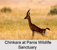 Pania Wildlife Sanctuary, Gujarat