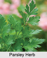 Parsley, Indian Herb