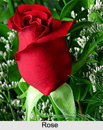 Uses of Rose