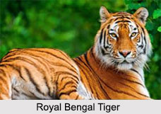 Royal Bengal Tiger, Indian Animal