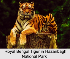 Hazaribagh National Park, Jharkhand