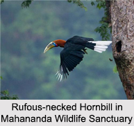 Mahananda Wildlife Sanctuary, Darjeeling, West Bengal