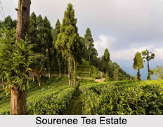 Sourenee Tea Estate, Darjeeling district, West Bengal