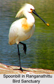 Bird Sanctuaries in Karnataka