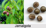 Use of Jamalgota as Medicines, Classification of Medicine