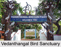 Vedanthangal Bird Sanctuary, Tamil Nadu