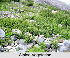 Natural Vegetation in India