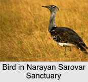 Narayan Sarovar Chinkara Sanctuary, Gujarat