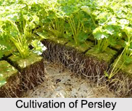 Parsley, Indian Herb