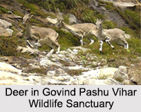 Govind Pashu Vihar Wildlife Sanctuary, Uttarkashi, Uttarakhand