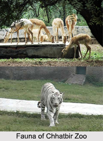 Chhatbir Zoo, Chandigarh