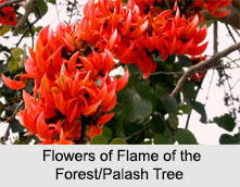 Flame of the Forest/ Palash Tree, Indian Tree