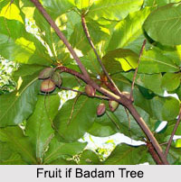 Badam Tree, Indian almond Tree