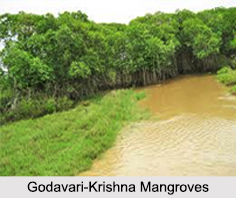 Indian Tidal or Mangrove Forests