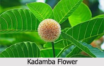 Kadamba tree